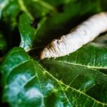 Sognare vermi bianchi cosa significa A Bombyx mori alone, silkworm, on green mulberry leaves, the onl
