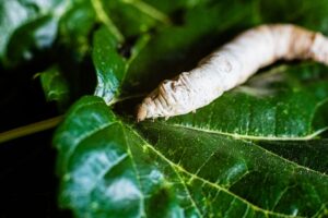 A Bombyx mori alone, silkworm, on green mulberry leaves, the onl