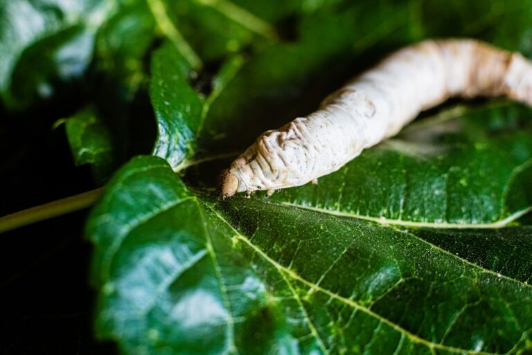 A Bombyx mori alone, silkworm, on green mulberry leaves, the onl